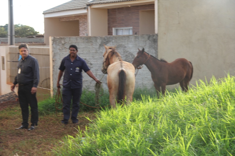 Meio Ambiente de Sarandi recolheu animais soltos